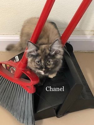 . Chanel .