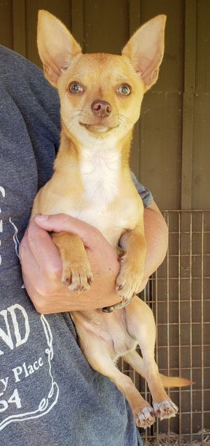 . Chico .