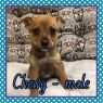 Chewy