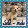 Solo