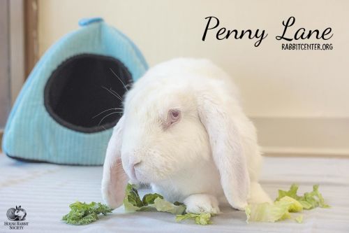 . Penny Lane .