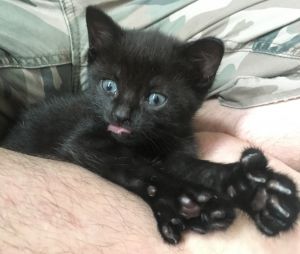 . Kittens! Kittens! Kittens! .