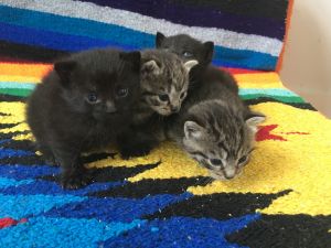 . More Kittens! .