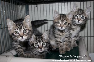 . Popyeye, Brutus, Olive Oil and Sweet Pea .