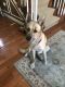 . Benny (I have a video) .