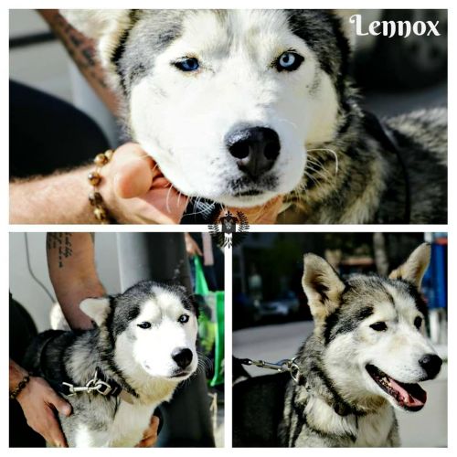 . Lennox .
