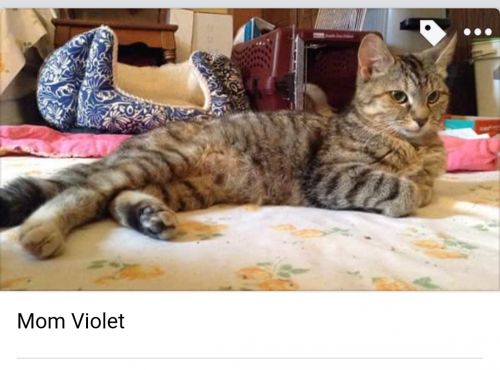 . Violet .