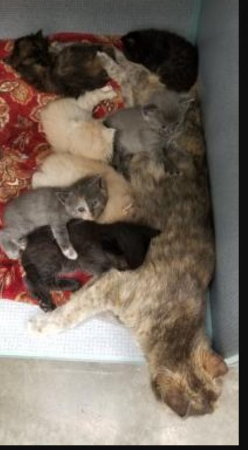 . Mommy Gypsy and her many babies .