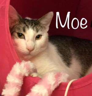 . L.H. Moe .