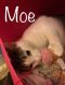 . L.H. Moe .