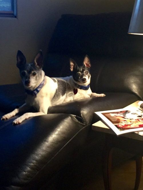 Available Dogs « Toy Fox Terrier Rescue, Inc.