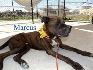 . Marcus-Pups4Parole .