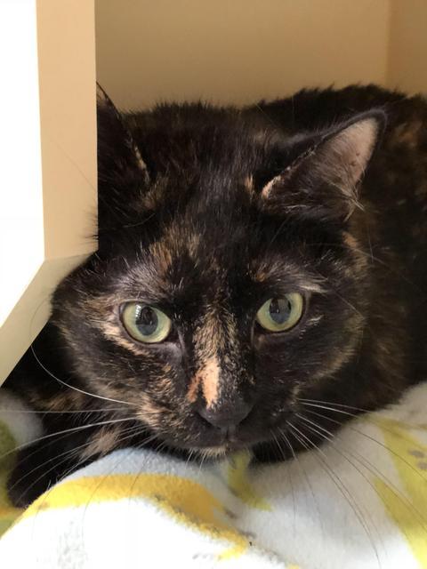 . Gypsy - front declaw! .