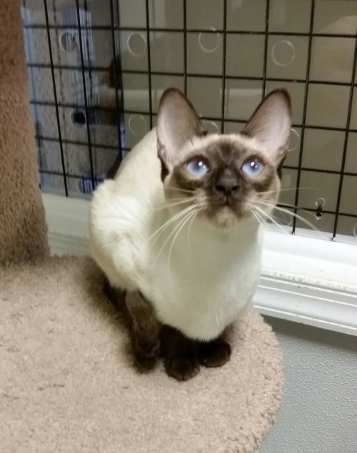 . Tonk...ADOPTED!!!! .