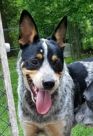 . Ruger .