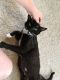 . Mittens .