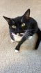 . Mittens .