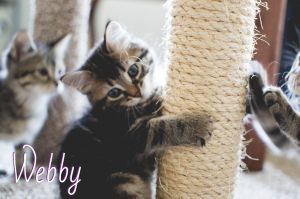 . Webby