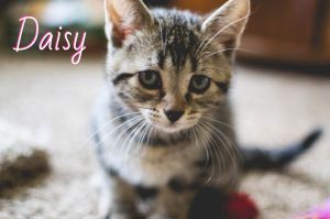 . Daisy