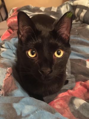 . Zeus .