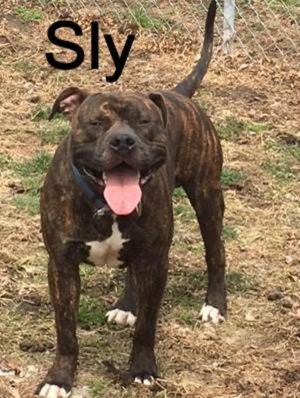 . Sly (Stalone)-Pups4Parole .