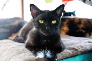 . Luna .
