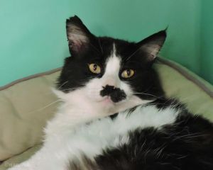 . STACHE .