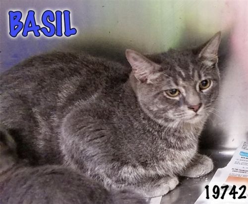 . Basil .