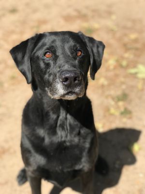 . Rufus .