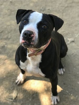 . Dodger .