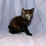 . Lady Loretta Lynn .