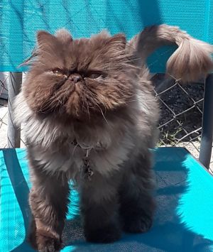 . Jiminey Cricket (bonded with Pumpkin) .