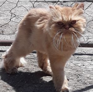 . Pumpkin (bonded with Jiminey Cricket) .