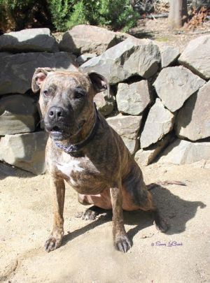 . BRINDLE .
