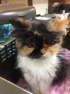 . Sophie (bonded with Gracie) .