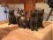 . KITTENS .