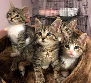 . Kittens! .