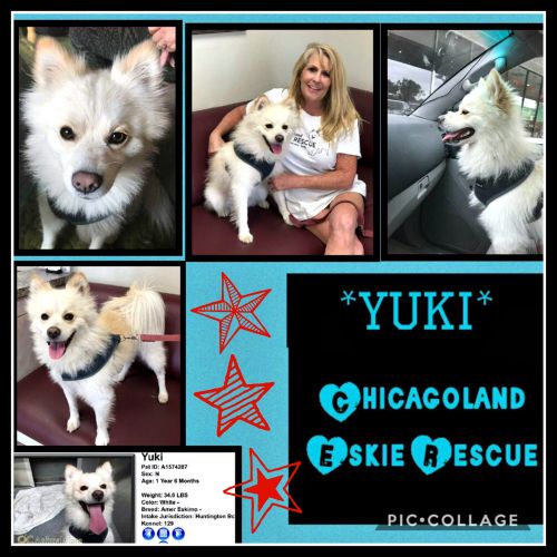 Yuki
