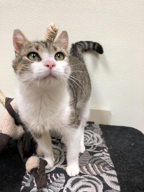 . Connie - Colony Cat! .