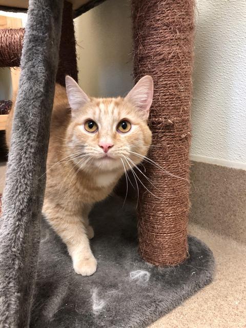 . Richie! Colony Cat! .