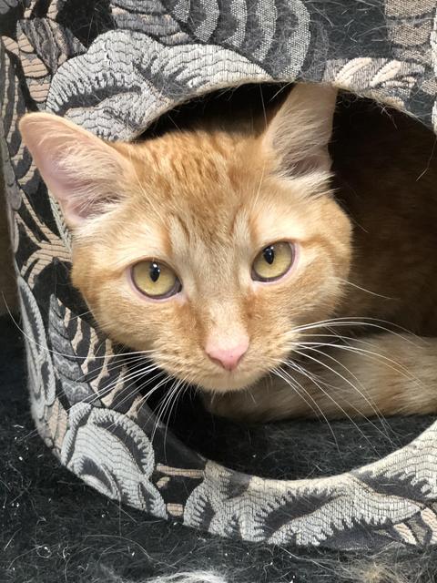 . Fonsi! Colony Cat! .