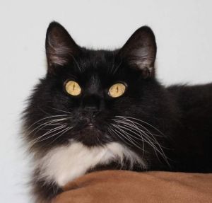 . Chloe - Front Declawed .