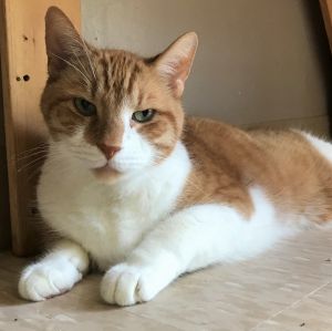 . Apollo .