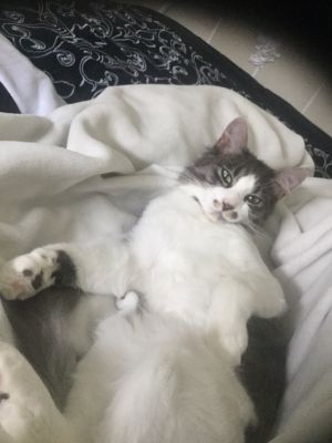. Okra .