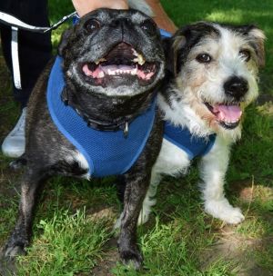 . URGENT : Foster or Forever Home Needed! - Charlie & Eddie .