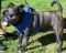 . URGENT : Foster or Forever Home Needed! - Charlie & Eddie .