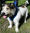 . URGENT : Foster or Forever Home Needed! - Charlie & Eddie .