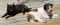 . URGENT : Foster or Forever Home Needed! - Charlie & Eddie .