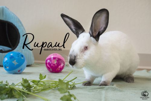 . Rupaul .