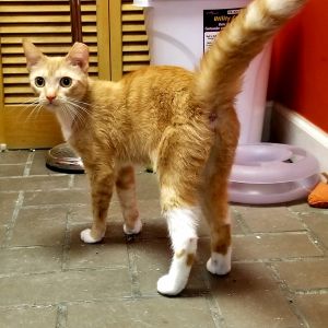 . Spice Girl NO cats .